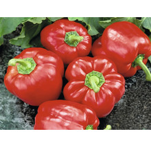 Fünf rote, glänzende Paprika mit grünen Stielen und Blättern.