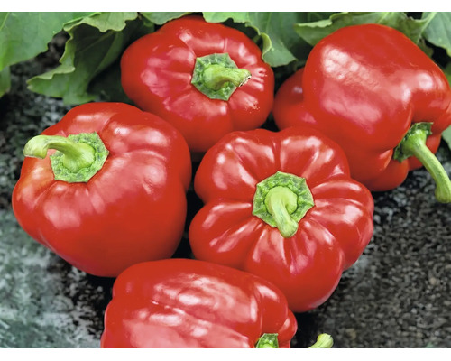 Fünf rote, glänzende Paprika mit grünen Stielen und Blättern.