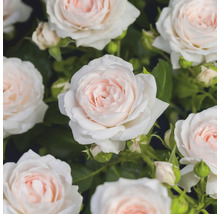 Nahaufnahme von blühenden Rosen mit hellrosa und weißen Blütenblättern sowie grünen Blättern.