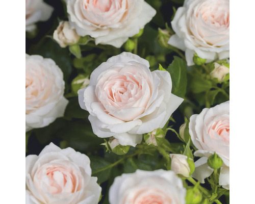 Nahaufnahme von blühenden Rosen mit hellrosa und weißen Blütenblättern sowie grünen Blättern.