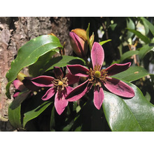 Magnolienstrauch mit lilafarbenen Blüten, grünen glänzenden Blättern und Knospen.