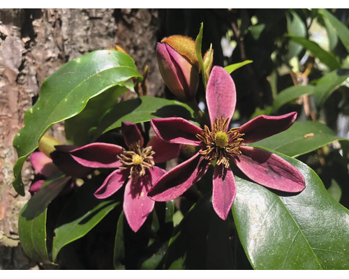 Magnolienstrauch mit lilafarbenen Blüten, grünen glänzenden Blättern und Knospen.