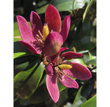 Nahaufnahme einer blühenden Magnolie mit dunkelrosa Blütenblättern und gelber Mitte zwischen grünen Blättern.