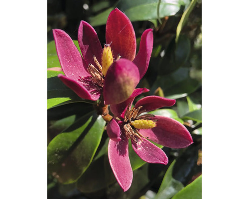 Nahaufnahme einer blühenden Magnolie mit dunkelrosa Blütenblättern und gelber Mitte zwischen grünen Blättern.