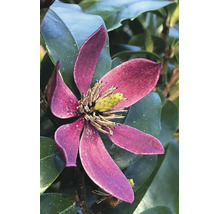 Nahaufnahme einer Magnolia figo Blüte mit rosa Blütenblättern und gelber Mitte inmitten grüner Blätter.
