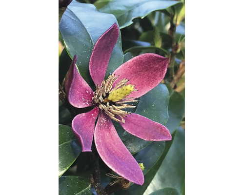 Nahaufnahme einer Magnolia figo Blüte mit rosa Blütenblättern und gelber Mitte inmitten grüner Blätter.