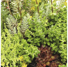 Nahaufnahme einer Mischung verschiedener Sukkulenten wie Sedum und Sempervivum mit unterschiedlichen Wuchsformen und Blattstrukturen.
