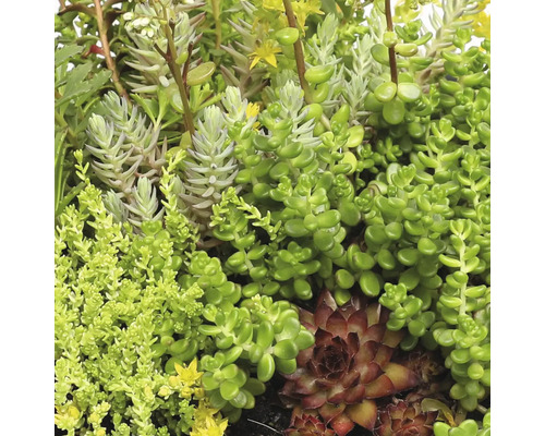 Nahaufnahme einer Mischung verschiedener Sukkulenten wie Sedum und Sempervivum mit unterschiedlichen Wuchsformen und Blattstrukturen.