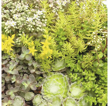 Nahaufnahme verschiedener Sedum- und Sempervivum-Arten mit gelben und weißen Blüten zur Dachbegrünung.