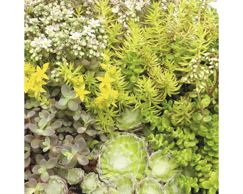 Nahaufnahme verschiedener Sedum- und Sempervivum-Arten mit gelben und weißen Blüten zur Dachbegrünung.
