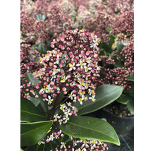 Skimmia japonica mit weißen Blüten und rosa Knospen, dunkelgrüne Blätter, Gartenpflanze