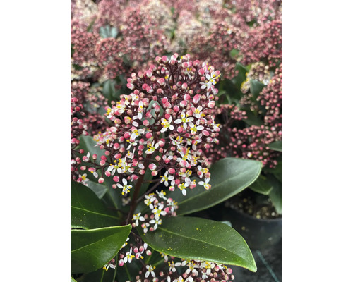 Skimmia japonica mit weißen Blüten und rosa Knospen, dunkelgrüne Blätter, Gartenpflanze