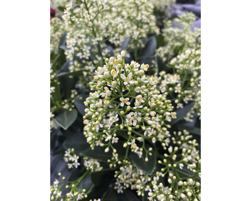 Japanische Skimmie mit kleinen weißen Blüten und dunkelgrünen Blättern.