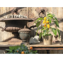 Snack-Paprika-Pflanze mit gelben Früchten im Topf neben rustikalen Urnen und einer Engelsfigur in heller Gartenumgebung.