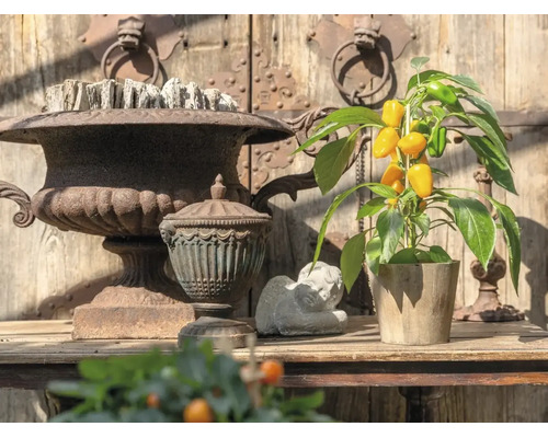 Snack-Paprika-Pflanze mit gelben Früchten im Topf neben rustikalen Urnen und einer Engelsfigur in heller Gartenumgebung.