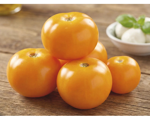 Mehrere orangefarbene Tomaten auf einer Holzoberfläche mit Mozzarella und Basilikum im Hintergrund.