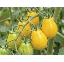 Gelbe birnenförmige Kirschtomaten an einer Rispe im Garten.