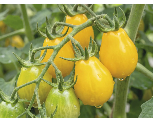 Gelbe birnenförmige Kirschtomaten an einer Rispe im Garten.