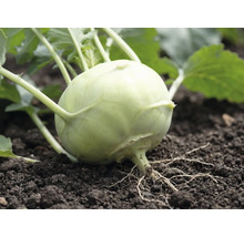 Nahaufnahme einer Kohlrabi-Pflanze in Erde mit Blättern und sichtbaren Wurzeln.