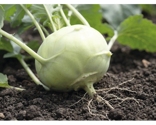 Nahaufnahme einer Kohlrabi-Pflanze in Erde mit Blättern und sichtbaren Wurzeln.