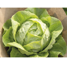 Frischer Kopfsalat mit eng anliegenden, gewellten Blättern.