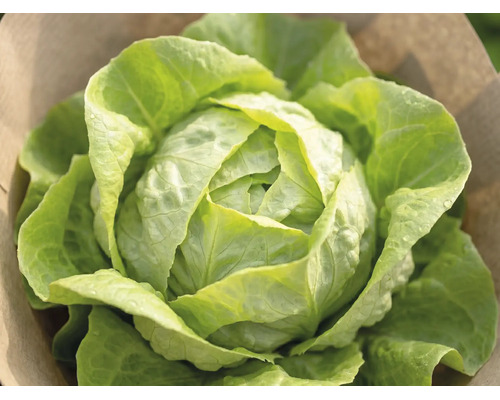 Frischer Kopfsalat mit eng anliegenden, gewellten Blättern.