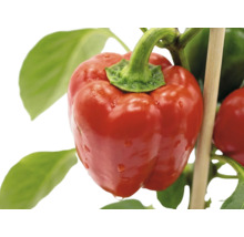 Reife rote Paprika an der Pflanze mit grünen Blättern und einem Stützstab aus Holz.