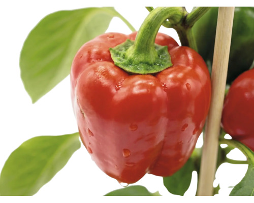 Reife rote Paprika an der Pflanze mit grünen Blättern und einem Stützstab aus Holz.