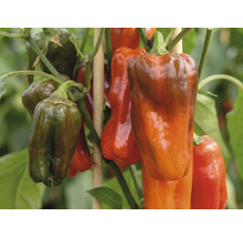 Paprika an einer Pflanze mit Stützstäben aus Holz.