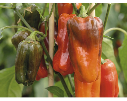 Paprika an einer Pflanze mit Stützstäben aus Holz.