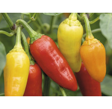 Chilischoten in verschiedenen Reifestadien an der Pflanze.