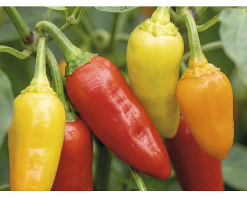 Chilischoten in verschiedenen Reifestadien an der Pflanze.