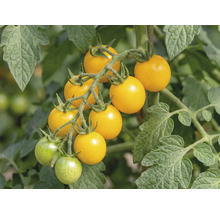 Gelbe Cherrytomaten an einer Rispe einer Tomatenpflanze mit grünen Blättern.