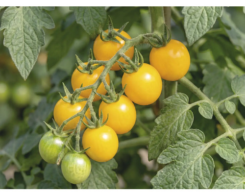 Gelbe Cherrytomaten an einer Rispe einer Tomatenpflanze mit grünen Blättern.
