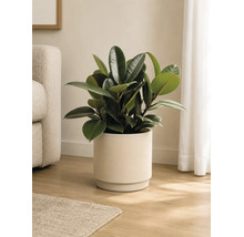 Gummibaum Ficus elastica mit glänzenden Blättern in einem zylindrischen Keramiktopf auf einem Holzboden in einem hellen Wohnzimmer