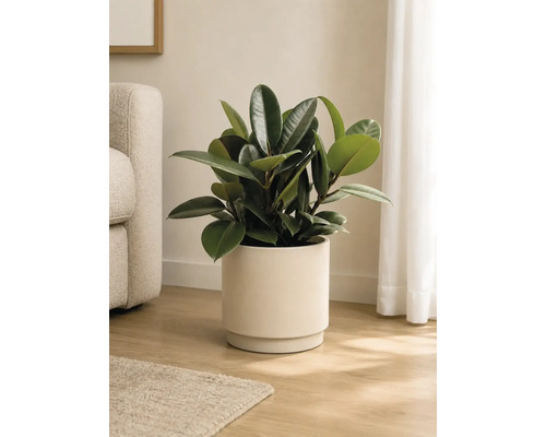 Gummibaum Ficus elastica mit glänzenden Blättern in einem zylindrischen Keramiktopf auf einem Holzboden in einem hellen Wohnzimmer