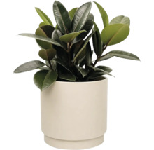 Gummibaum Ficus elastica mit großen dunklen Blättern in einem cremefarbenen Keramiktopf.