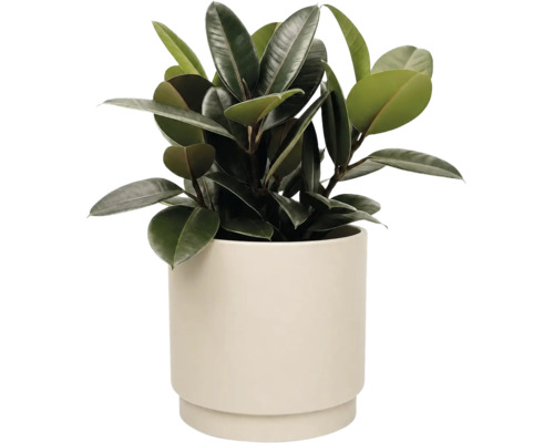 Gummibaum Ficus elastica mit großen dunklen Blättern in einem cremefarbenen Keramiktopf.