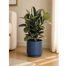 Gummibaum in blauem Keramiktopf in einem hellen Wohnzimmer auf Holzboden neben einem Sofa.