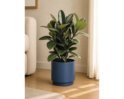 Gummibaum in blauem Keramiktopf in einem hellen Wohnzimmer auf Holzboden neben einem Sofa.