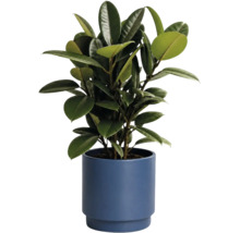 Gummibaum Ficus elastica mit dunkelgrünen, glänzenden Blättern in einem blauen Topf.