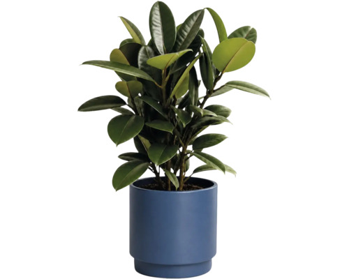 Gummibaum Ficus elastica mit dunkelgrünen, glänzenden Blättern in einem blauen Topf.