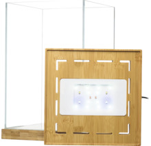 Kleines Glasterrarium mit Bambussockel und Bambusdeckel inklusive integrierter LED Beleuchtung.
