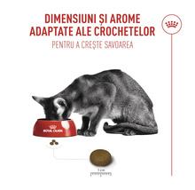 Katze frisst aus Royal Canin Napf, Krokettengröße circa 1 Zentimeter für bessere Akzeptanz.