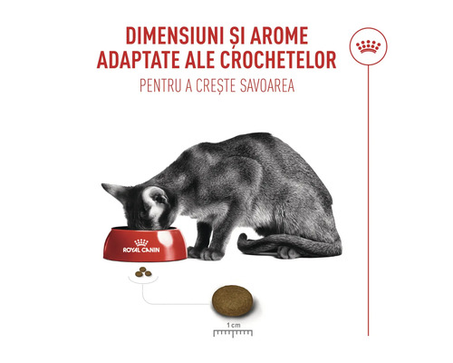 Katze frisst aus Royal Canin Napf, Krokettengröße circa 1 Zentimeter für bessere Akzeptanz.