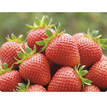 Frische, reife rote Erdbeeren mit grünen Kelchblättern.