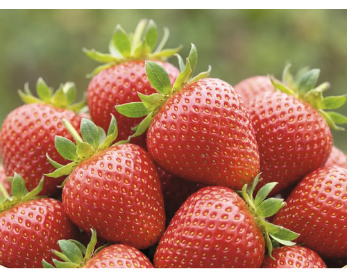 Frische, reife rote Erdbeeren mit grünen Kelchblättern.