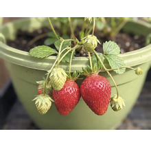 Erdbeerpflanze mit reifen roten und unreifen grünen Erdbeeren in einem grünen Kunststoff-Blumentopf.