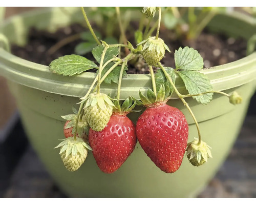 Erdbeerpflanze mit reifen roten und unreifen grünen Erdbeeren in einem grünen Kunststoff-Blumentopf.