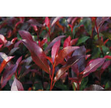 Glanzmispel Photinia mit roten Blättern.